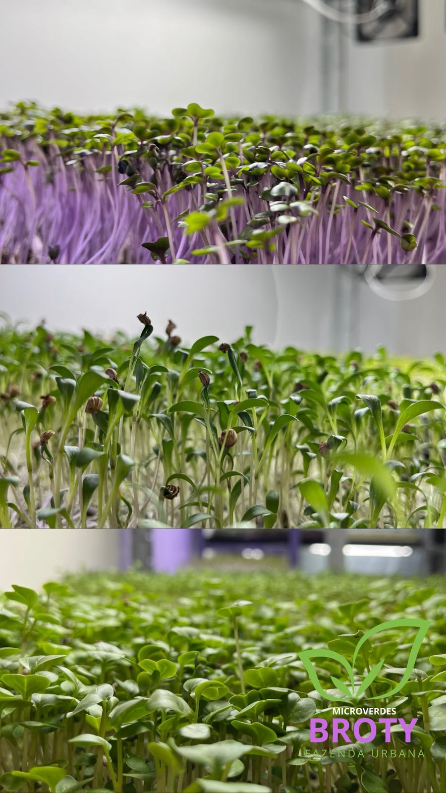 Microverdes Broty cultivados na fazenda urbana